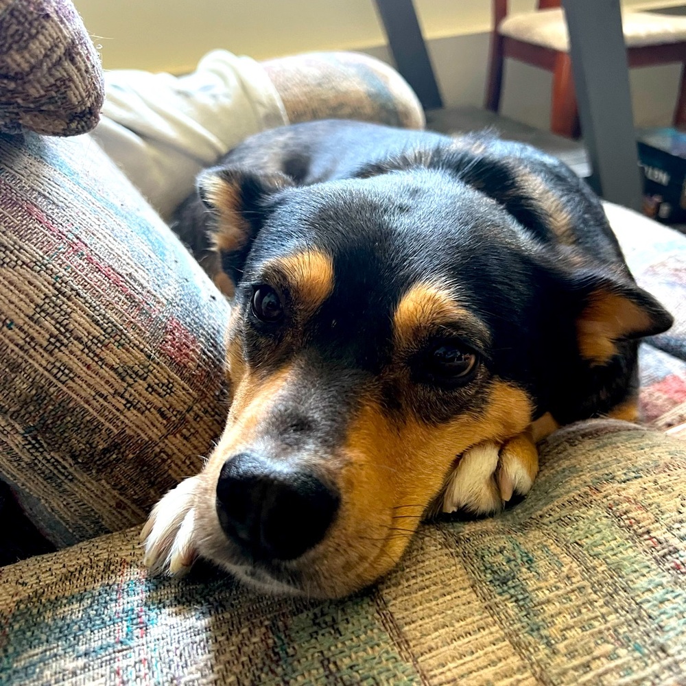 Thank you for helping my dog live her best life!